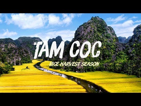 Tam Coc - Rice Season Havert