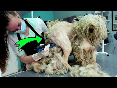 YOU WON'T BELIEVE how this AGGRESSIVE DOG was before Shaving all this matted fur (And We Paid $100)