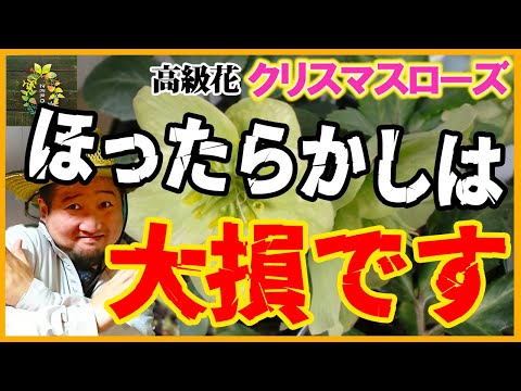 そのままでは来年咲きません！春のクリスマスローズ花後のお手入れ【ガーデニング】【ガーデン】【初心者】