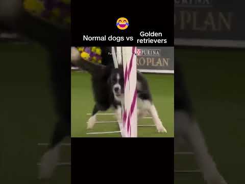 Normal dogs vs Goldens😂🐕  #funny