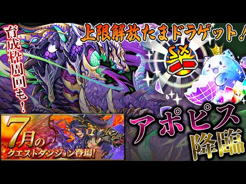 【上限解放楽々GET！】忘れずにやろう！『アポピス降臨』を簡単高速周回！育成枠アリ周回も！7月のクエストダンジョン