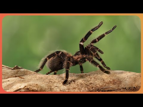 Why Are We So Scared Of Spiders?