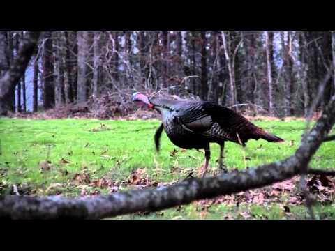 The Hit List: Spring | Bama Bird | Turkey Hunting Show [HD] Presented By Knight & Hale