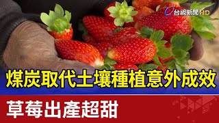 煤炭取代土壤種植意外成效 草莓出產超甜