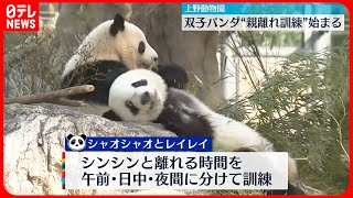 【上野動物園】双子パンダ  “親離れ訓練”始まる