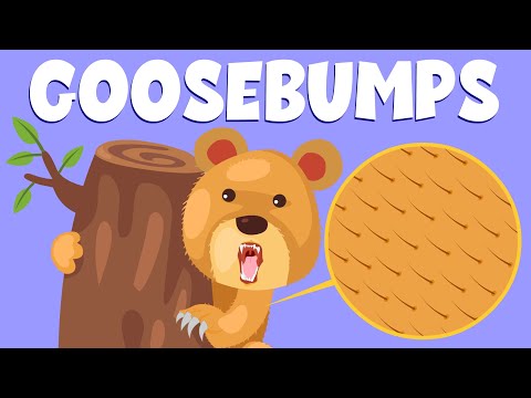 Why Do You Get Goosebumps? - Here Is All You Need To Know About Goosebumps - Learning Junction