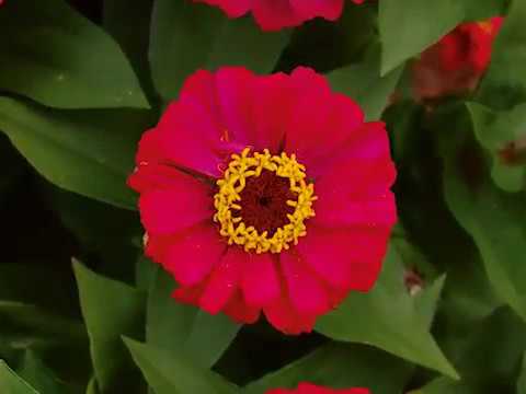 Get to Know Zinnia - Sun-Loving Plants