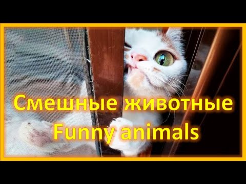 Смешные коты. Прикольная подборка