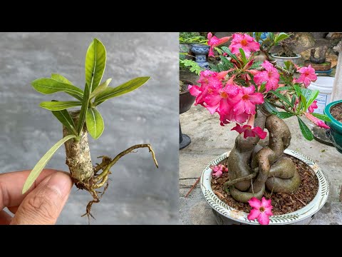 Plumeria will produce 500 flowers when propagated this way from the start