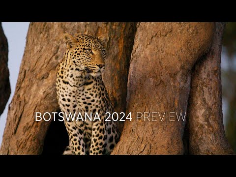 Botswana 2024 PREVIEW