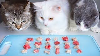 Raw or boiled meat? What do munchkin cats like?