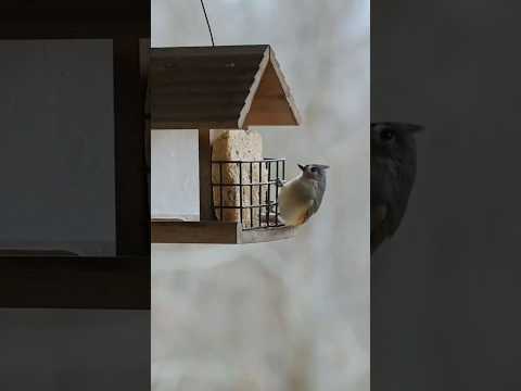 Tufted Titmouse at the cabin #birdwatching #cabin #tuftedtitmouse #birdsofnorthamerica #birdslover