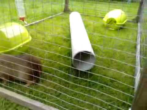 My Guinea pigs - Chocolate & Fudge