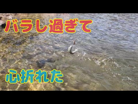 本流アメゴ(アマゴ)　バラシ過ぎ！