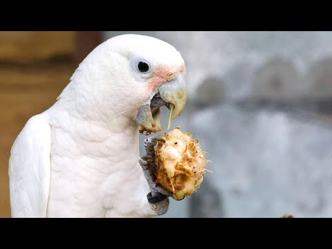 Snippet: Wild cockatoos make their own cutlery sets