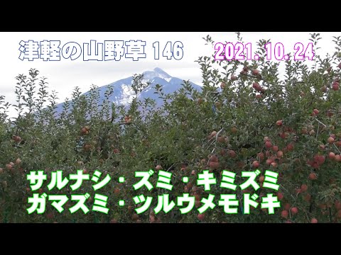 津軽の山野草146(ｻﾙﾅｼ・ｽﾞﾐ・ｷﾐｽﾞﾐ・ｶﾞﾏｽﾞﾐ・ﾂﾙｳﾒﾓﾄﾞｷ)