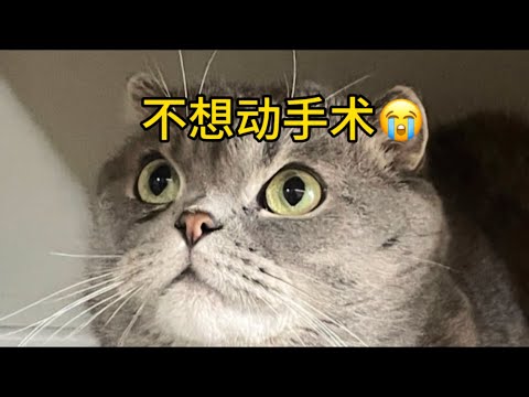 不想动手术#它的猫生#土耳其 #cat