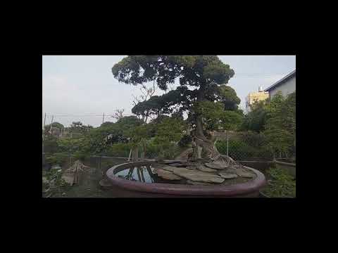 penjing land and water