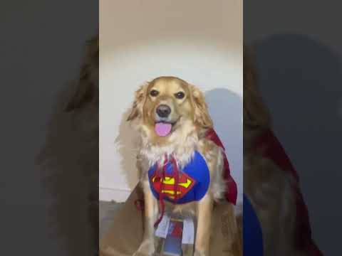 The Puppy Puff Girls 🦸‍♀️🦮 #dogheroes #dogdad #dogfunny #funnydogs #cutedogs #goldenretriever #fyp