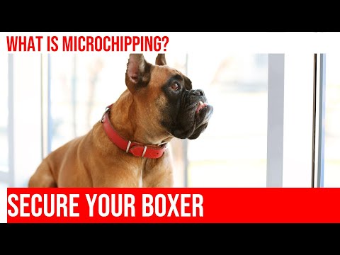 Securing Your Boxer: All You Need to Know About Microchipping