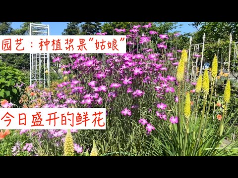 今日园艺：种植酸浆果“姑娘”和四种香瓜，红心李出了问题。今日盛开的鲜花……