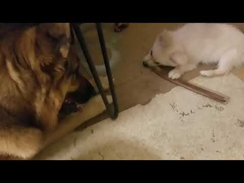 Eskimo mix puppy steals bully stick from GSD