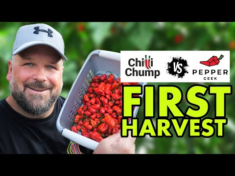 Dorset Naga Peppergeek Challenge - First Harvest