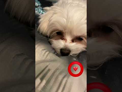 Tap the Circle really fast!❤️😘 #dragon1256 #shorts #dog#cute#maltese @YTterwo22 go sub to him!❤️