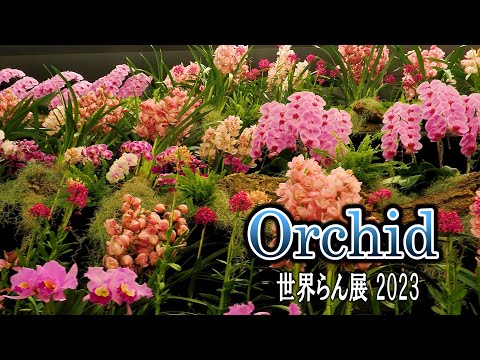 【4K Orchid】 International Orchid and Flower Show 2023. #世界らん展2023 #4K #orchid