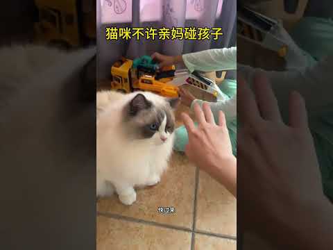 要怎么和猫咪解释，这娃不是它的，别多管闲事… #记录猫咪日常 #布偶猫 #猫和孩子