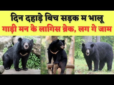 दिन दहाड़े बिच सड़क म आइस भालू #viralvideo  ।। kanker chhattisgarh || Alkarha Vlogger