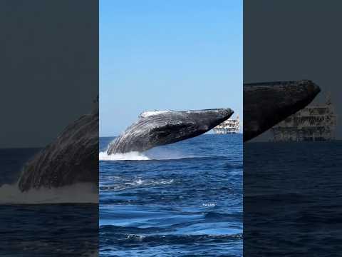 Most of the time, breaches catch us by surprise #humpbackwhale #breach #whale #wildlife #shorts