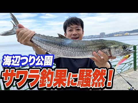 【横須賀海辺つり公園】69cmサワラ！F4太刀魚やソウダガツオ... 公園はパーティー状態！(2024/7/9)