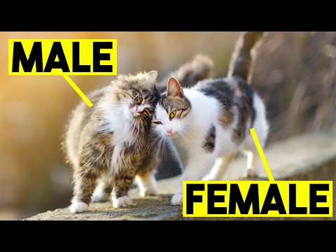 Unkown Differences Between Male And Female Cats