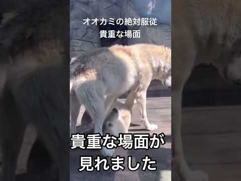 【オオカミの絶対服従】貴重な場面が見れました。天王寺動物園。#shorts