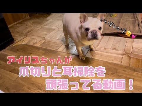 【フレンチブルドッグ】看板犬アイリスちゃんが苦手な爪切りと耳掃除頑張ったよ！