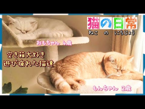 わが家の猫の日常【接触事故に遭遇】