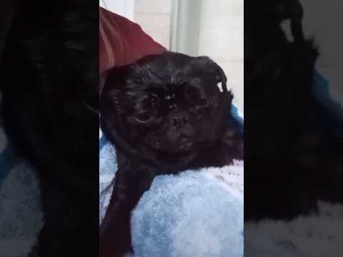 Dramatic overreacting pug has a shower so cute so funny love pets