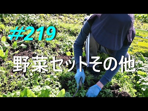 【家庭菜園】野菜セットその他　2024/11/19