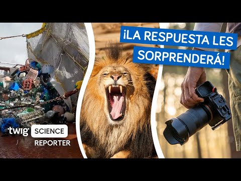 ¿A qué le temen más estos animales: a los humanos o a los leones hambrientos?