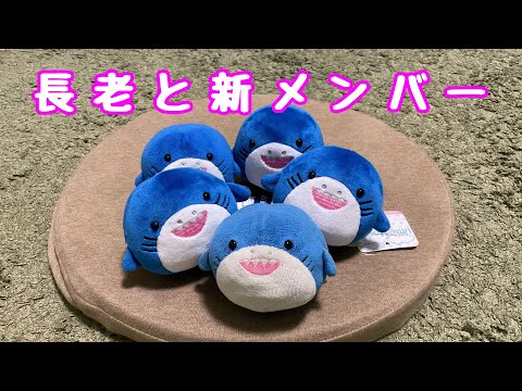 【さめちゃん】新入りが来たぞ！！