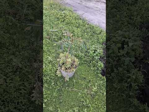 JARDIN PISTACHIO PLANTA replantando para que de sombra y de frutas Julio 22, 2024