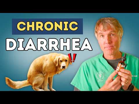 Pet IBD Relief: 9 Natural Remedies to Stop Chronic Diarrhea & Vomiting