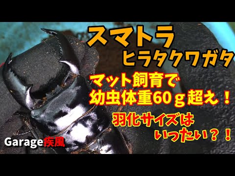 スマトラヒラタクワガタ羽化　マット飼育で幼虫体重60ｇ超え！　羽化したサイズが凄かった！　#クワガタ #カブトムシ