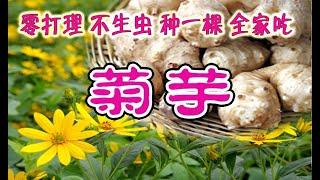 如何种出挖不完的菊芋，无心插柳柳成荫，种一棵就够全家吃了，零打理，不生虫，谁都可以种，菊芋高产的秘诀, 菊芋种植全过程，从播种到收获