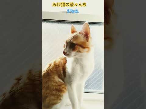 おすまし猫　#茶とら#cutecat #猫のいる暮らし #funny