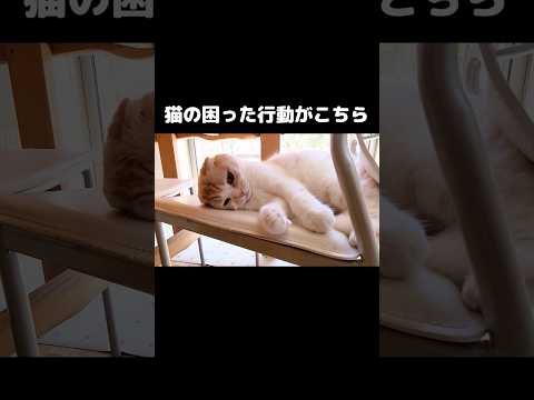 猫の困った行動がこちら...笑#shots