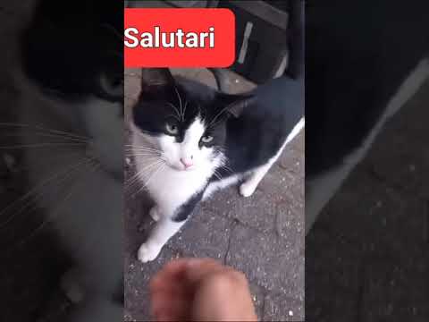 #cat #catvideos #magic #shorts #shorts #hello #love #try #catshorts ♥️🤝♥️♥️♥️♥️♥️♥️♥️♥️♥️♥️♥️♥️