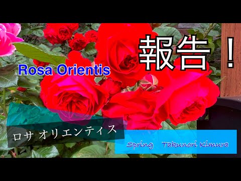 【ロサ オリエンティス】我家のバラの紹介#flowers #rose #garden #gardening ＃マイローズ