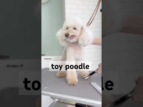 ペロッとでた舌がチャームポイントな可愛いトイプーちゃんのトリミング💖#トイプードル #toypoodle #トイプードルのいる暮らし #犬好きさんと繋がりたい #fyp #shorts #dog